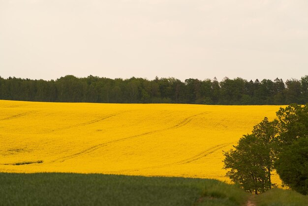 Blooming canola flowers the canola flowers also known as rapeseed flowers add a burst of color to the agricultural field