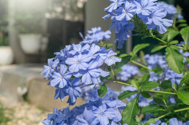 Blooming cape leadwort in plant pot at garden