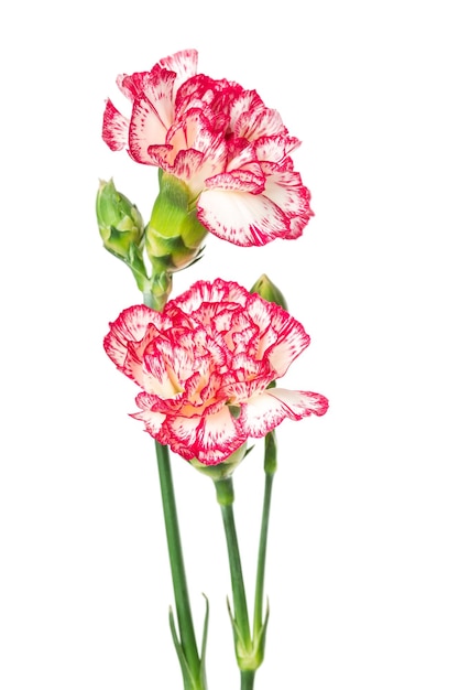 Blooming carnation flower isolated on white background