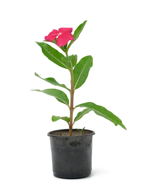 Цветущий катарантус розовый в черном пластиковом горшке на белом фоне, растение для пересадки в саду