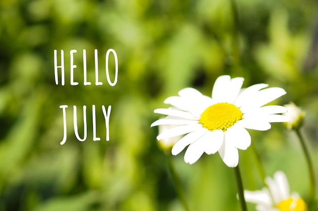 Photo blooming chamomile among the grass and the inscription hello julyxa