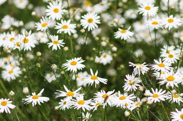 Blooming chamomile field, Chamomile flowers on a meadow in summer, Selective focus.