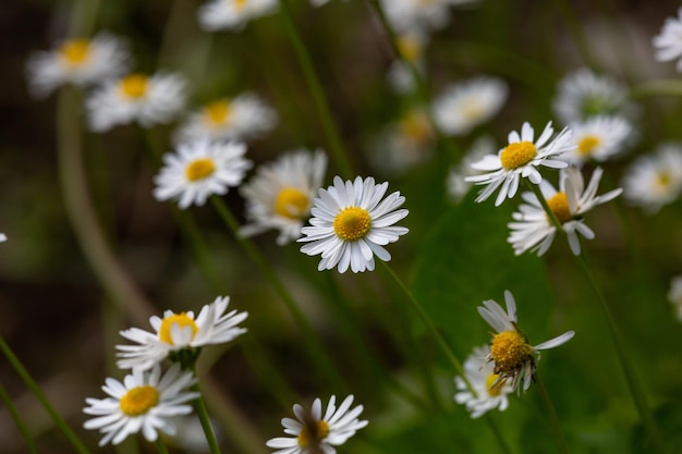 Blooming chamomile flower on a summer sunny day macro photo Wildflowers with white petals