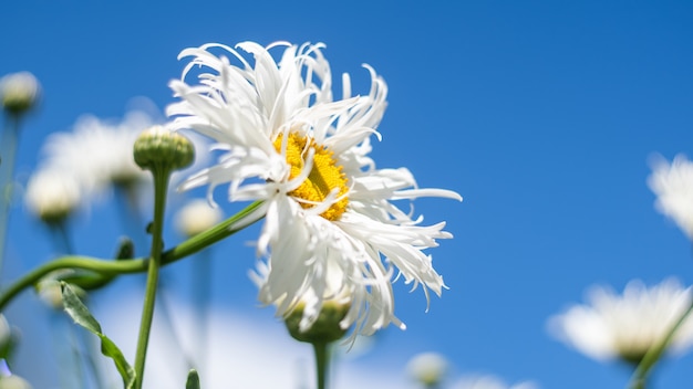 カモミールの花が咲きます。青い空を背景に夏の草原にカモミールの花