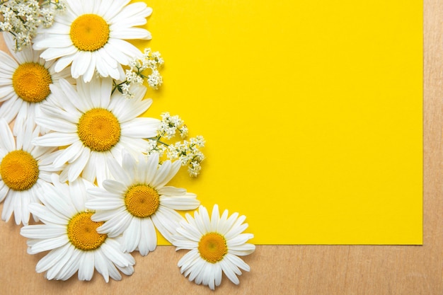 blooming chamomile flowers