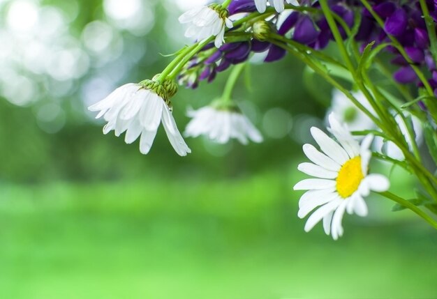 Blooming chamomile and lupins on a blurred green background