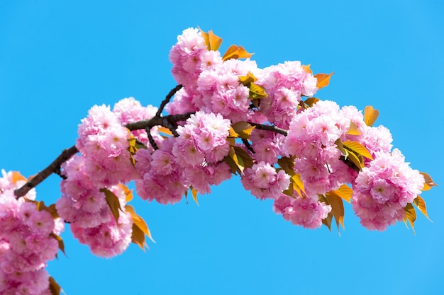 Blooming cherry blossom tree branch on blue sky. Blooming sakura flowers with pink petals on sunny day.