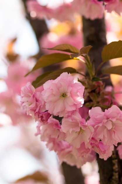 Blooming cherry blossoms closeup Beautiful spring postcard Selective focus