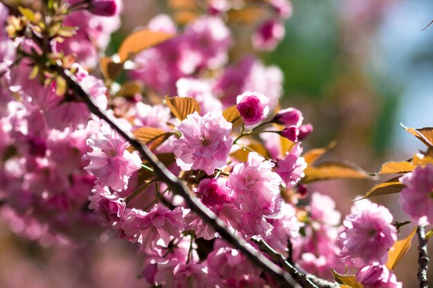 Blooming cherry blossoms closeup Beautiful spring postcard Selective focus