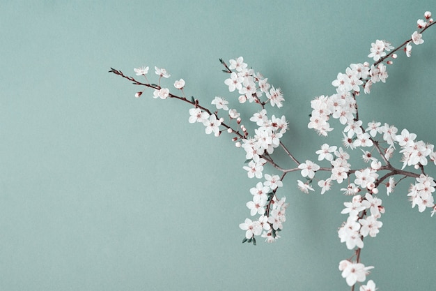 Blooming cherry branch on green background with copy space spring time creative concept