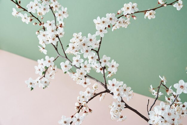 Photo blooming cherry branch on pastel background with copy space spring time creative concept