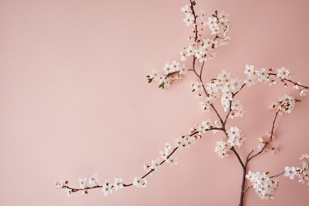 Blooming cherry branch on pink background with copy space spring time creative concept