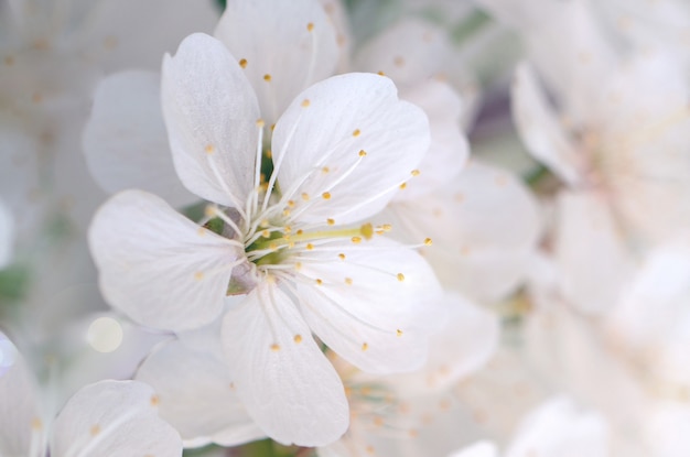 Blooming cherry branch in the spring garden at the wedding ceremony.