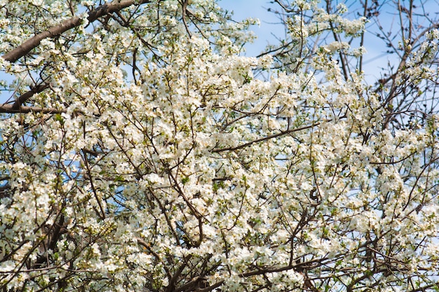 Blooming cherry branch in spring garden