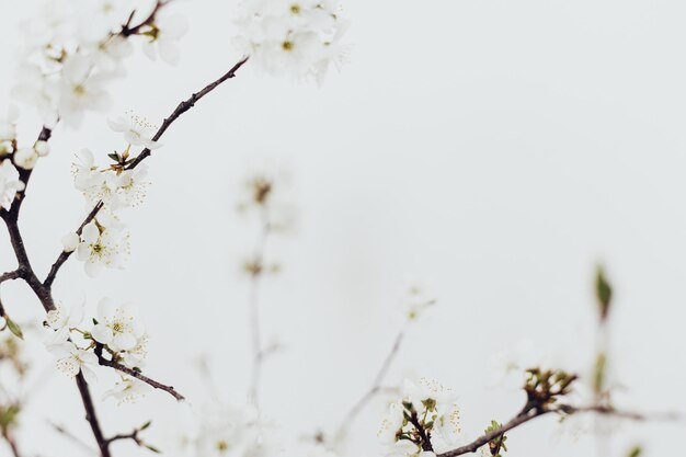 Blooming cherry branches close up against white wall Spring flowers tender wallpaper Space for text Hello spring Simple countryside living