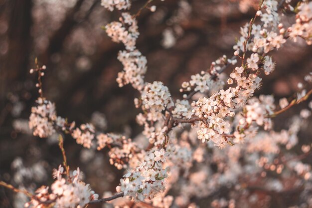 Blooming cherry branches in spring on a sunset background