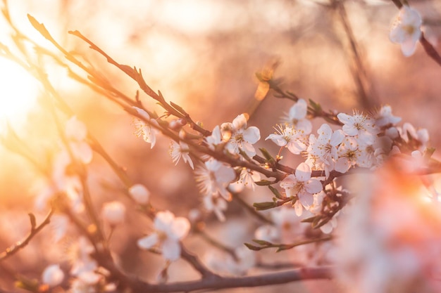 Blooming cherry branches in spring on a sunset background