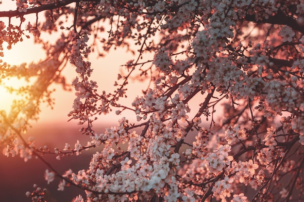 Blooming cherry branches in spring on a sunset background