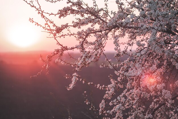 Blooming cherry branches in spring on a sunset background