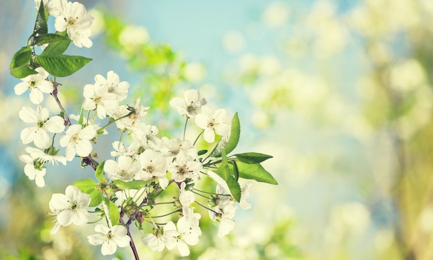 Blooming cherry flowers for background