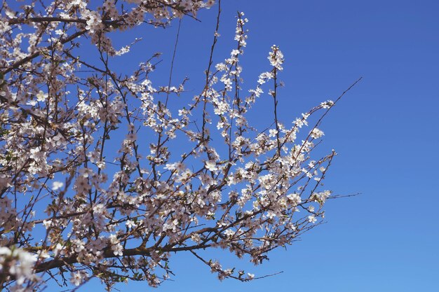 Blooming cherry plum branches against a clear blue sky