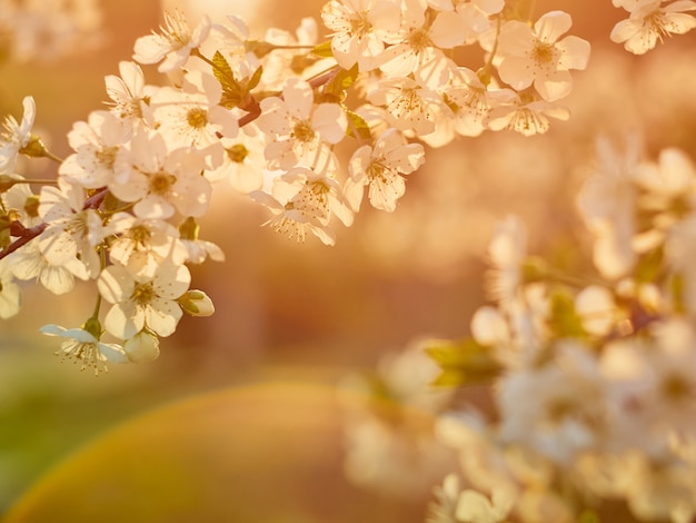 公園に咲く桜の梅。