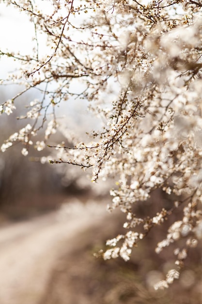 Blooming cherry plum tree spring background