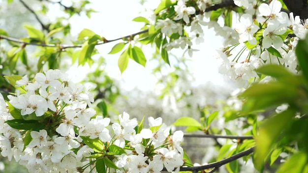 Blooming cherry in spring White flower petals of a fruit tree on swaying branches in the background of a garden