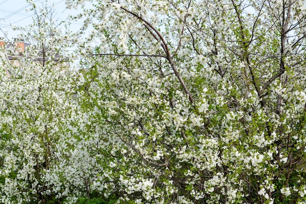 咲く桜。バネ。