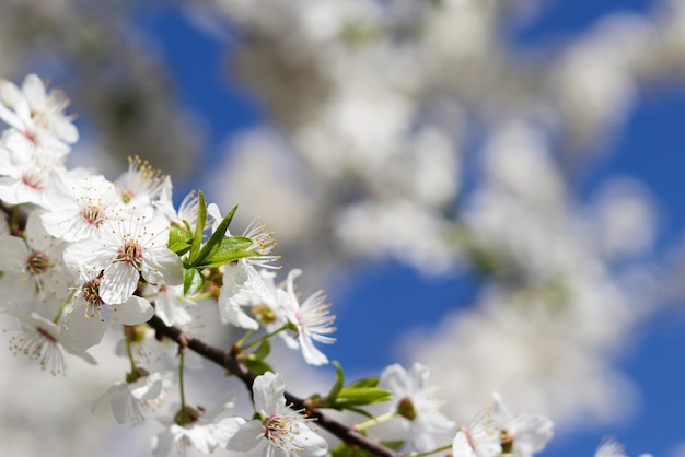 Blooming cherry tree against the blue sky with copy space in springtime Delicate floral background