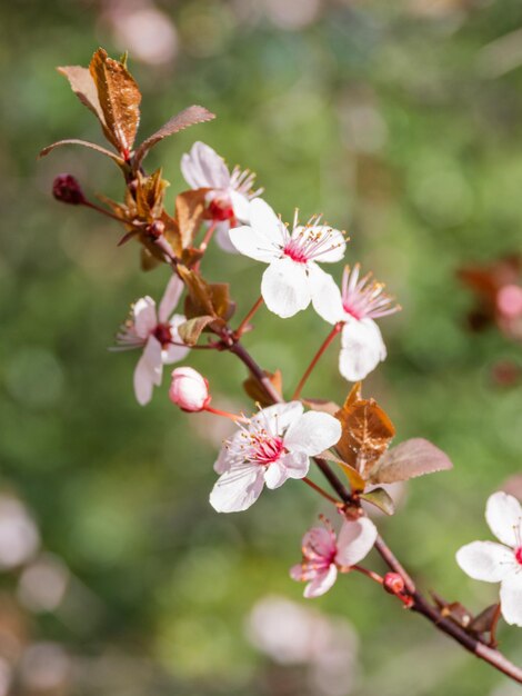 写真 緑の自然の背景に美しい白い花がく桜の木 晴れた春の日