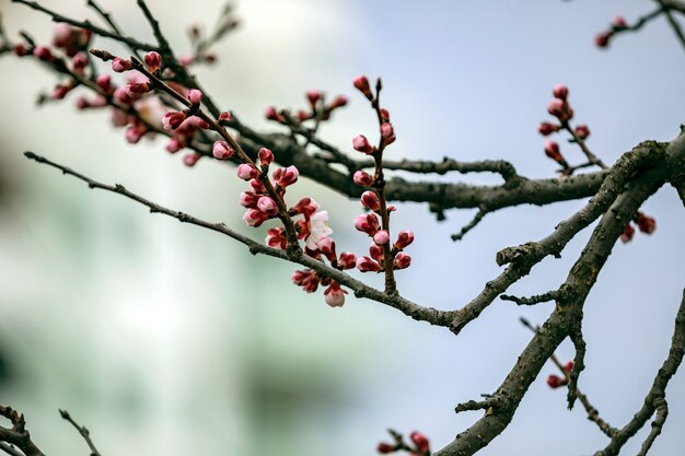 Blooming cherry tree branch on a spring sunny day