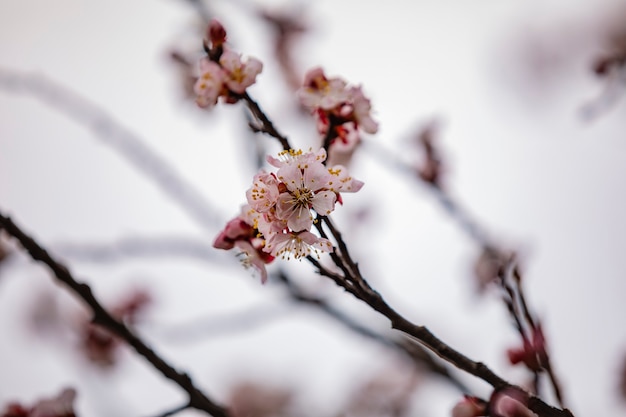 Blooming cherry tree branch on a spring sunny day