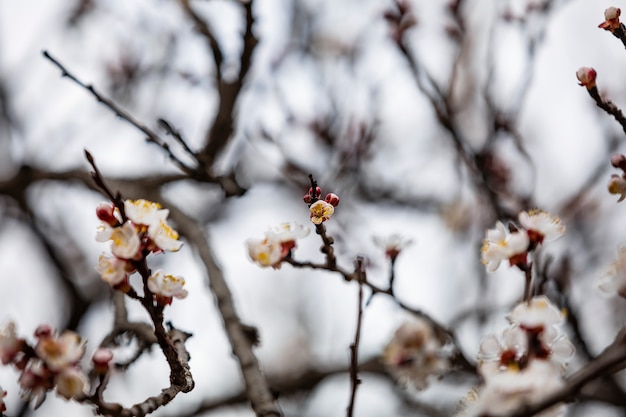 Blooming cherry tree branch on a spring sunny day