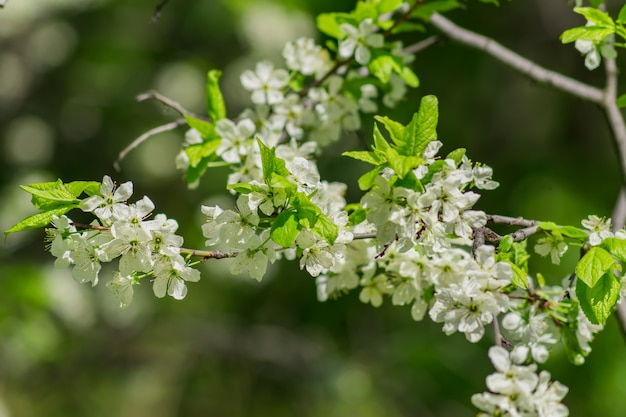 Blooming cherry tree close up. Spring foliage.