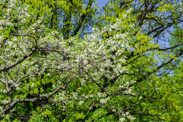 Blooming cherry tree close up. Spring foliage.