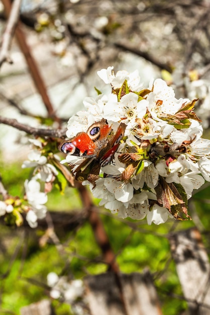 Blooming cherry tree in the garden Peacock butterfly in fragrant flowers Spring seasonal