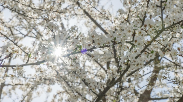 Foto fioritura del ciliegio in primavera con il sole sullo sfondo. soci, russia.