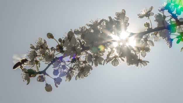 Fioritura del ciliegio in primavera con il sole sullo sfondo. soci, russia.