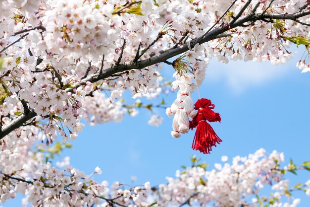 Blooming cherry tree in spring