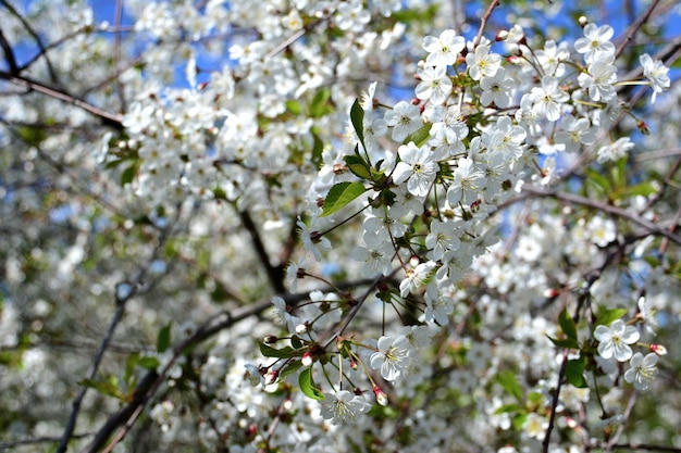 blooming cherry tree with white flowers isolated with blue sky on background, close-up