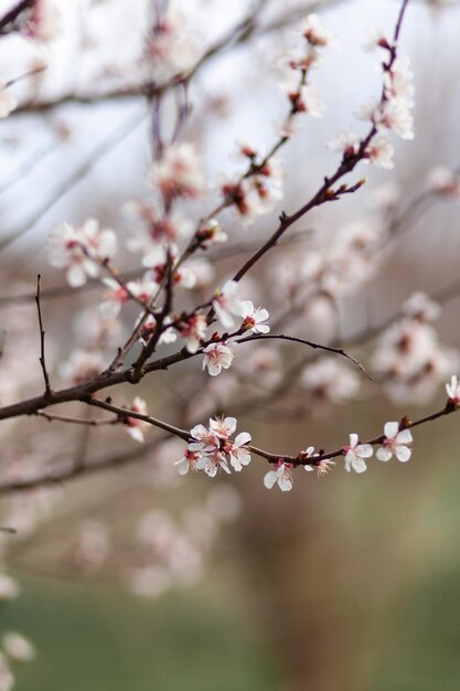 Photo blooming cherry
