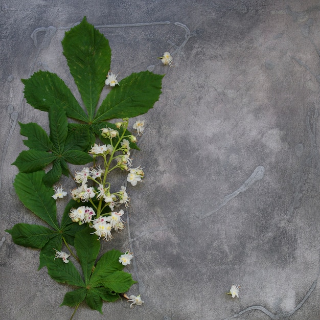 Blooming chestnut tree on a gray background, top view, copy space, mock up