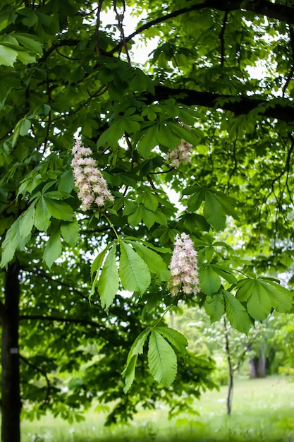 Blooming chestnut tree in spring season