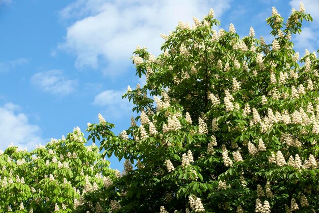 Blooming chestnut tree in the spring