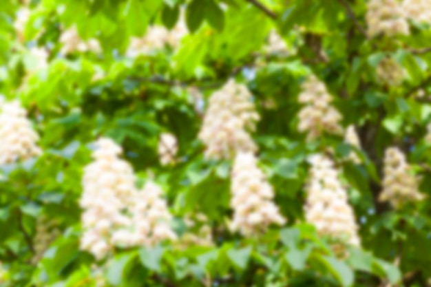 Blooming chestnut tree in the spring