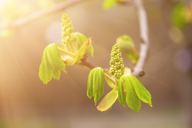 Blooming of chestnut