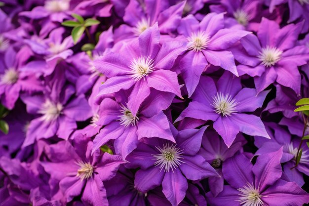 Blooming clematis in the garden