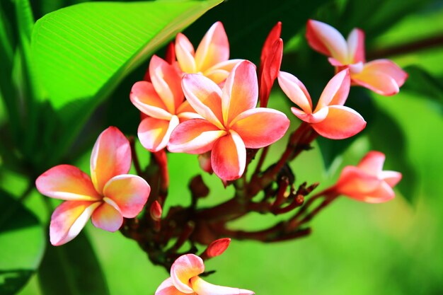 피는 화려한 Frangipani 꽃