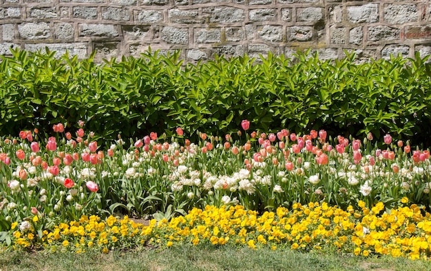 Blooming colorful tulip flowers as floral background